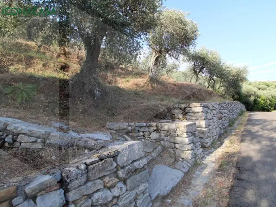 Immagine 26 di Terreno agricolo in vendita  a Buti