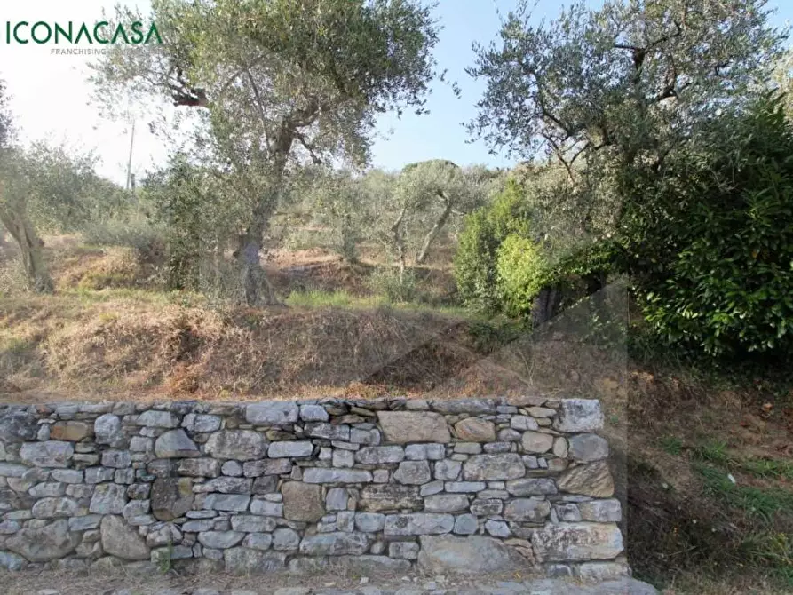 Immagine 27 di Terreno agricolo in vendita  a Buti