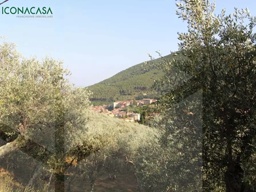 Immagine 30 di Terreno agricolo in vendita  a Buti