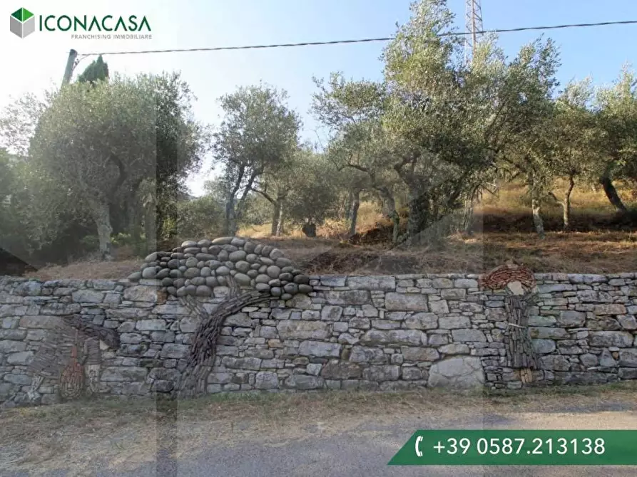 Immagine 20 di Terreno agricolo in vendita  a Buti