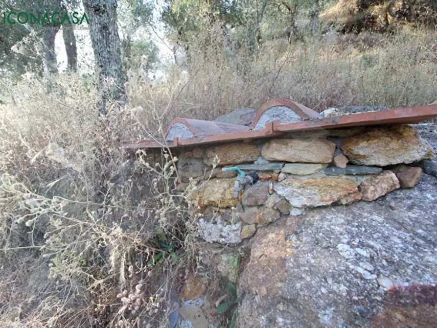 Immagine 35 di Terreno agricolo in vendita  a Buti