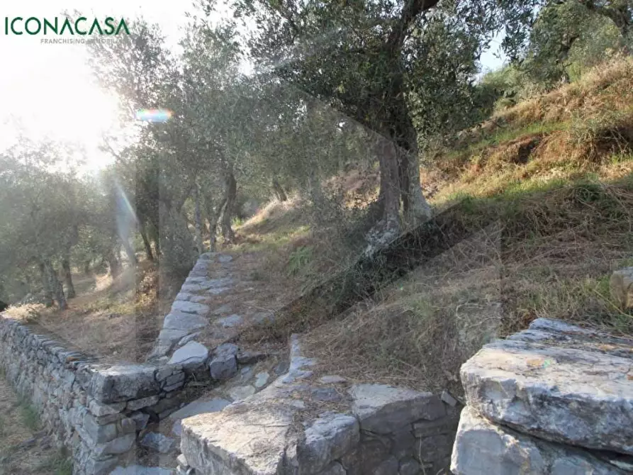 Immagine 31 di Terreno agricolo in vendita  a Buti