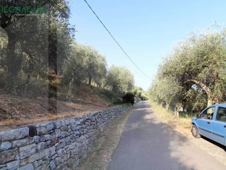 Immagine 38 di Terreno agricolo in vendita  a Buti