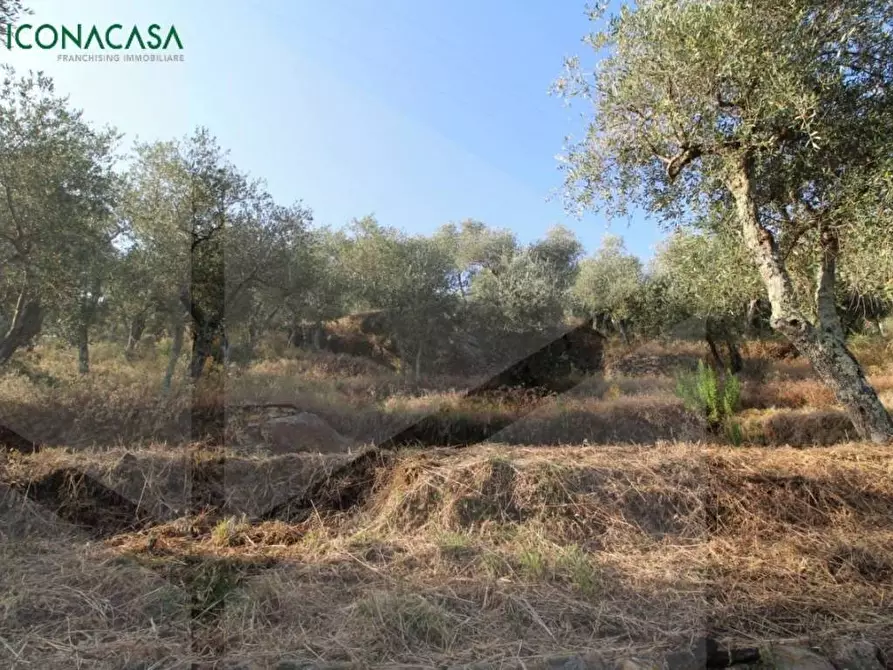 Immagine 33 di Terreno agricolo in vendita  a Buti