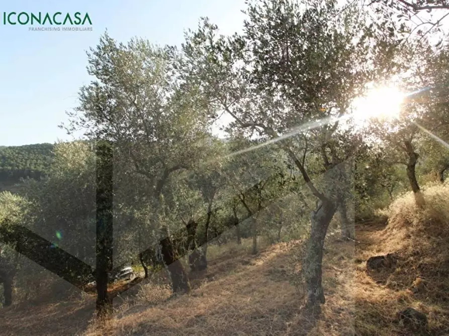 Immagine 36 di Terreno agricolo in vendita  a Buti