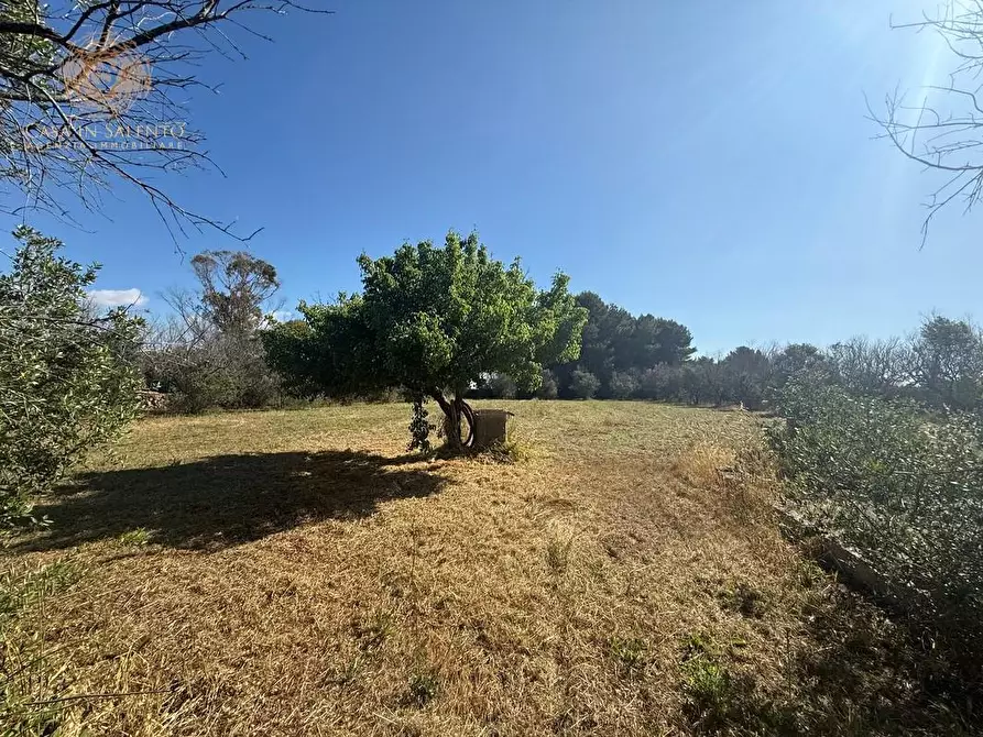 Immagine 4 di Terreno agricolo in vendita  a Alessano