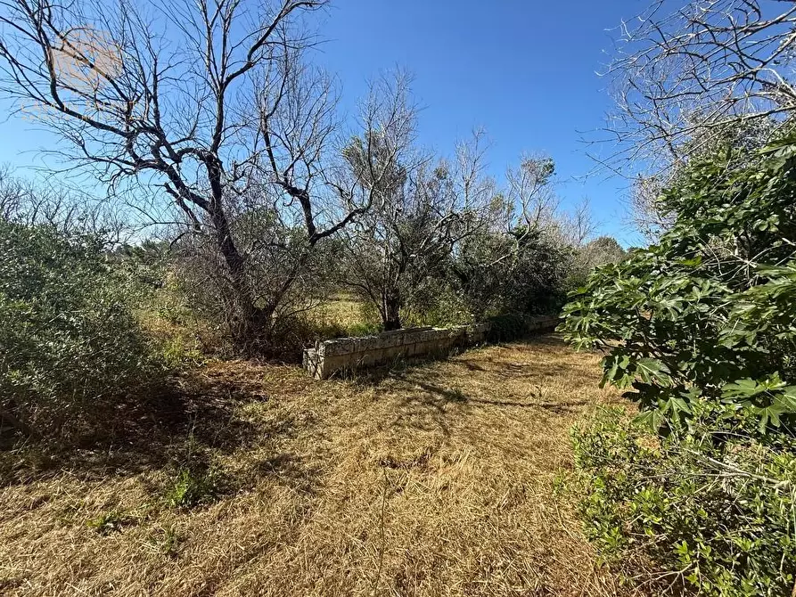 Immagine 9 di Terreno agricolo in vendita  a Alessano