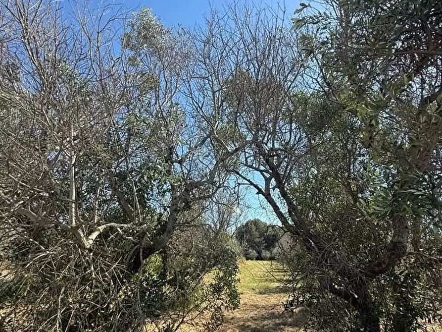 Immagine 18 di Terreno agricolo in vendita  a Alessano