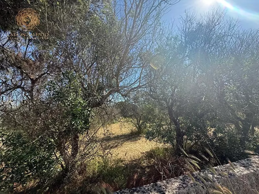 Immagine 19 di Terreno agricolo in vendita  a Alessano