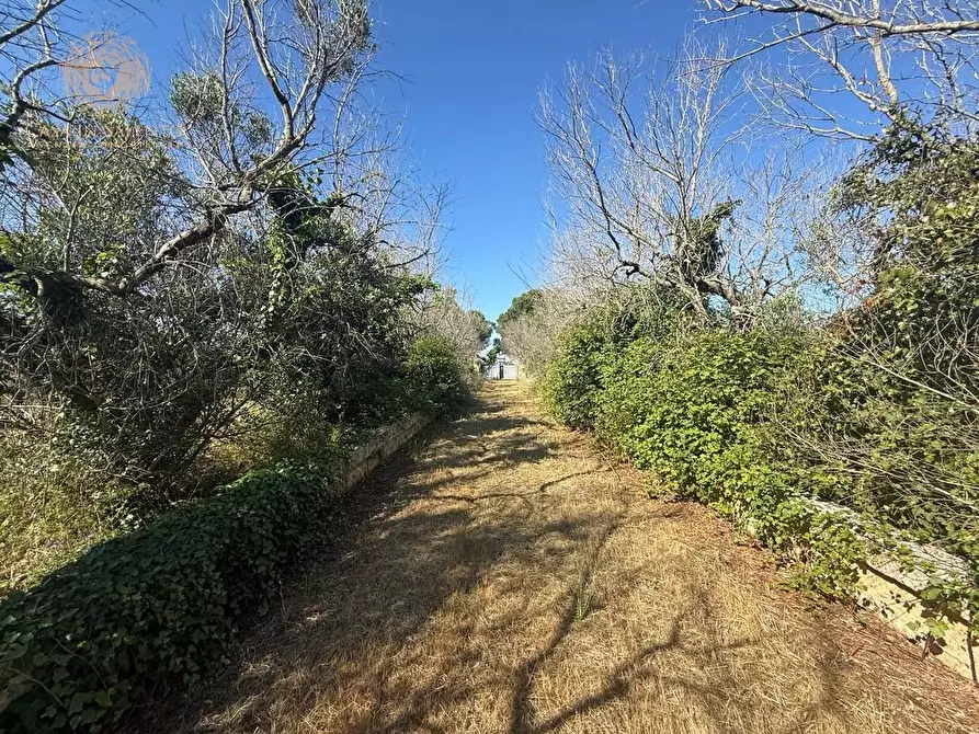 Immagine 12 di Terreno agricolo in vendita  a Alessano