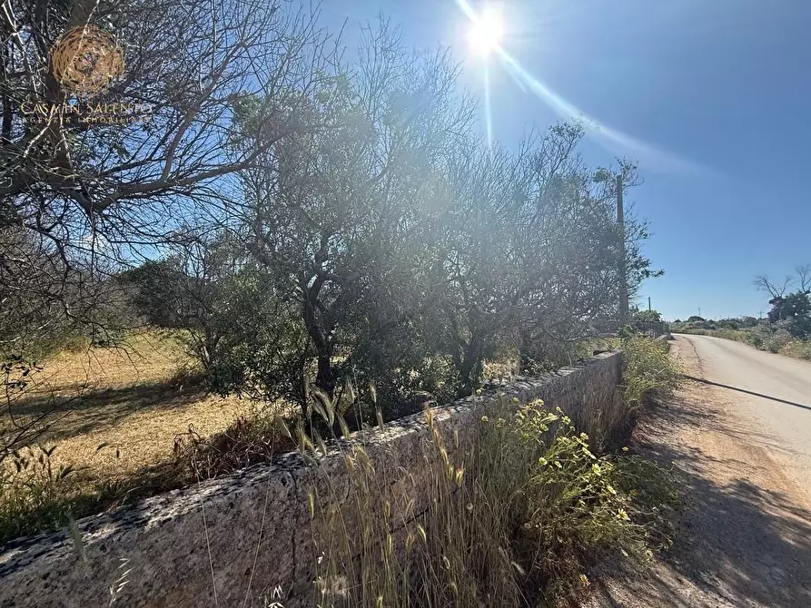 Immagine 20 di Terreno agricolo in vendita  a Alessano