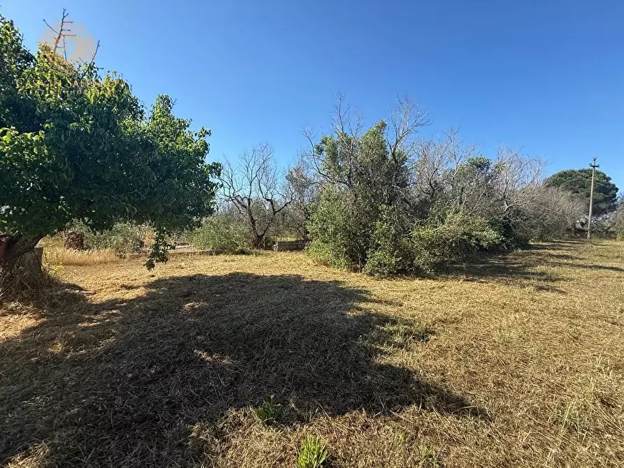 Immagine 8 di Terreno agricolo in vendita  a Alessano