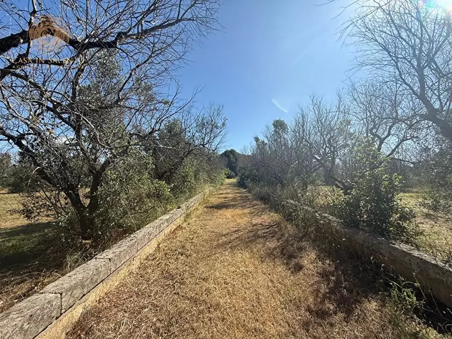 Immagine 3 di Terreno agricolo in vendita  a Alessano