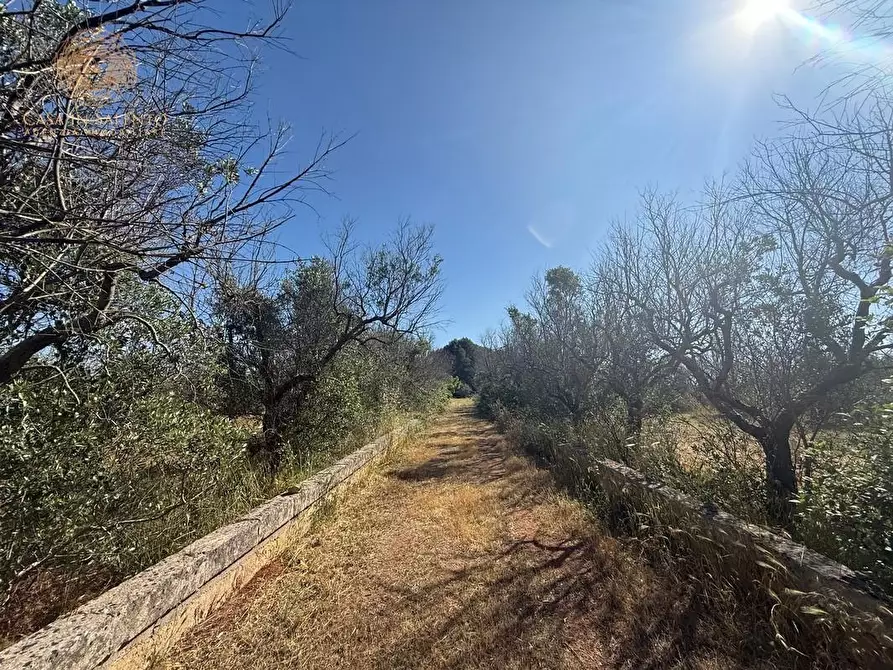 Immagine 13 di Terreno agricolo in vendita  a Alessano