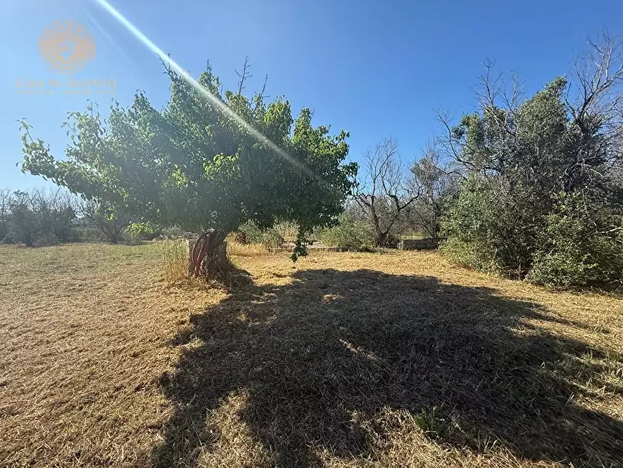 Immagine 6 di Terreno agricolo in vendita  a Alessano