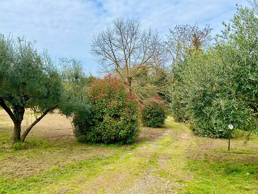Immagine 7 di Rustico / casale in vendita  a Crespina Lorenzana