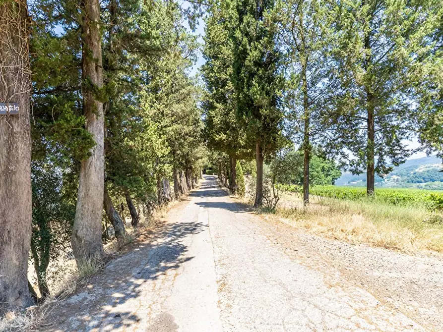 Immagine 7 di Rustico / casale in vendita  a Montespertoli