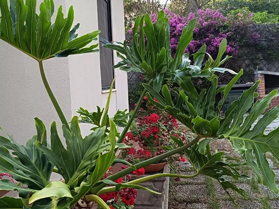 Immagine 31 di Villa in vendita  a Livorno