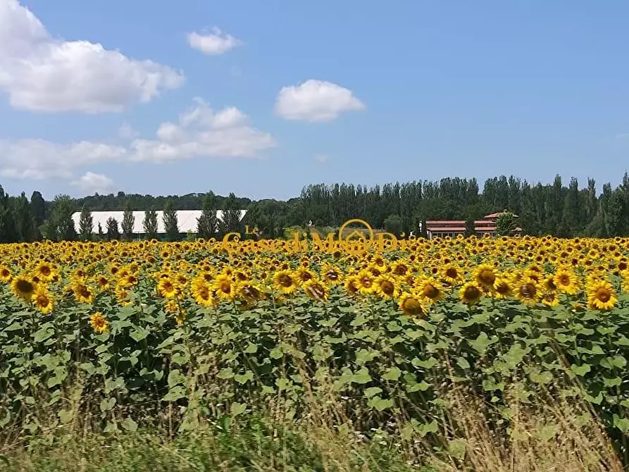Immagine 5 di Villa in vendita  a Fauglia