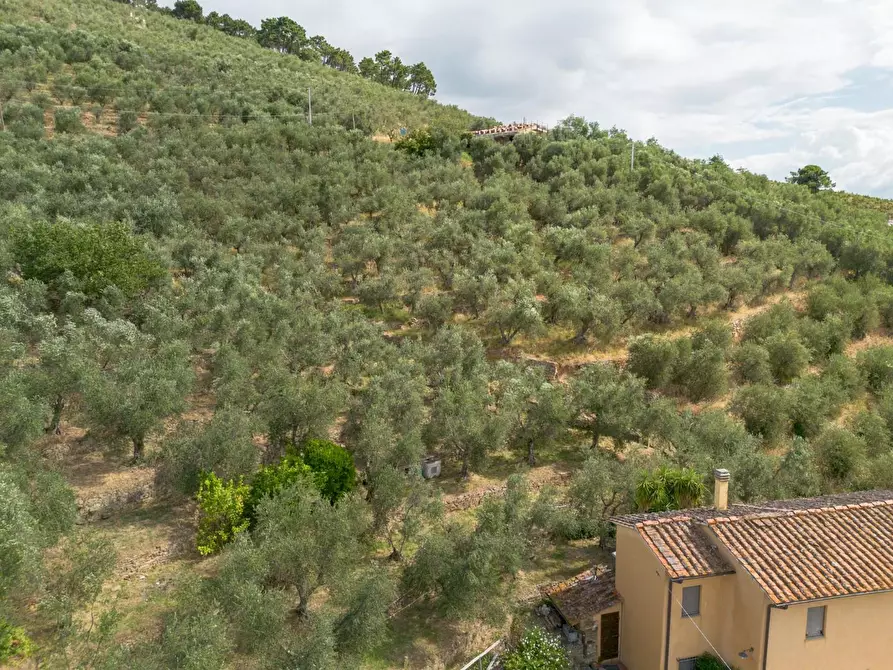 Immagine 5 di Rustico / casale in vendita  a Vicopisano