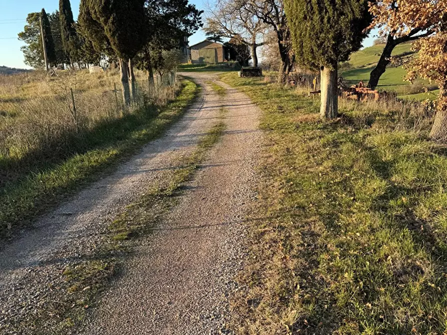 Immagine 3 di Azienda agricola in vendita  a Cinigiano