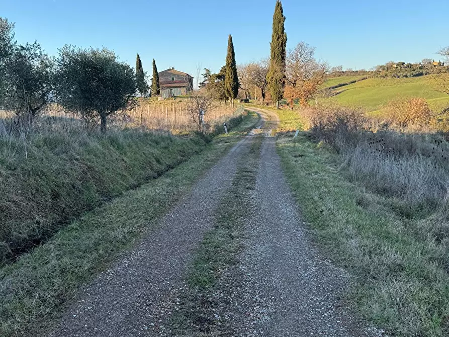 Immagine 4 di Azienda agricola in vendita  a Cinigiano