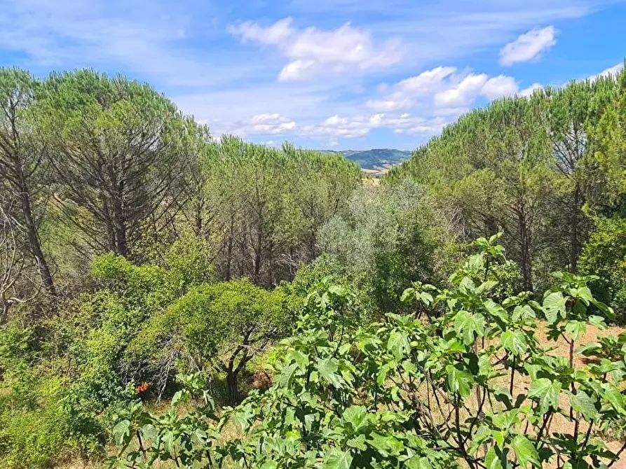 Immagine 37 di Appartamento in vendita  a Cinigiano