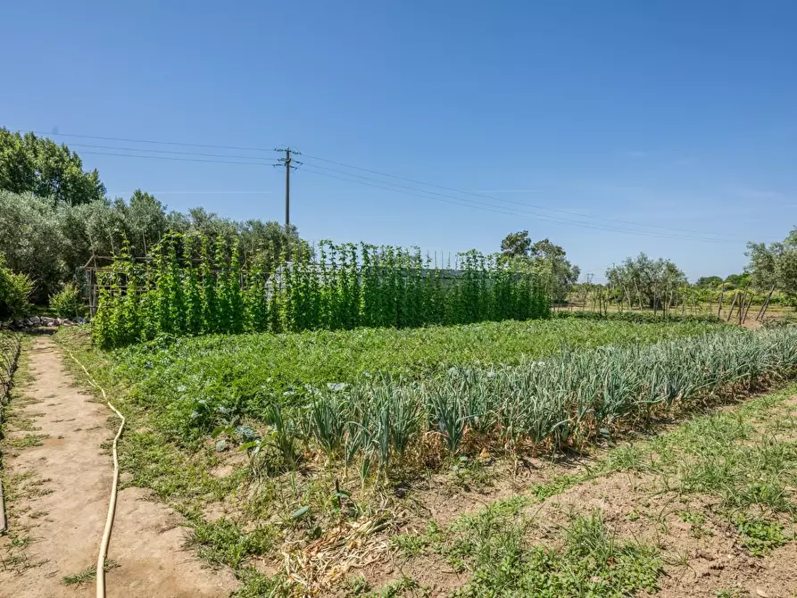 Immagine 3 di Casa indipendente in vendita  a Cascina