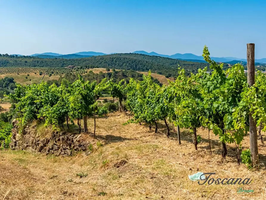 Immagine 25 di Villa in vendita  a Massa Marittima