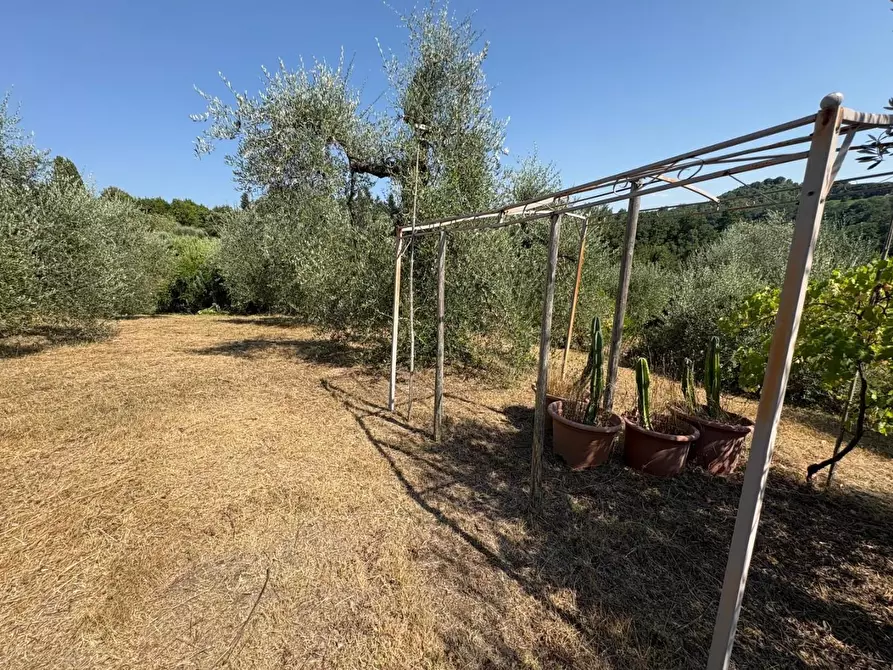 Immagine 9 di Terreno agricolo in vendita  a Pontedera