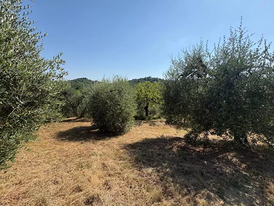 Immagine 7 di Terreno agricolo in vendita  a Pontedera