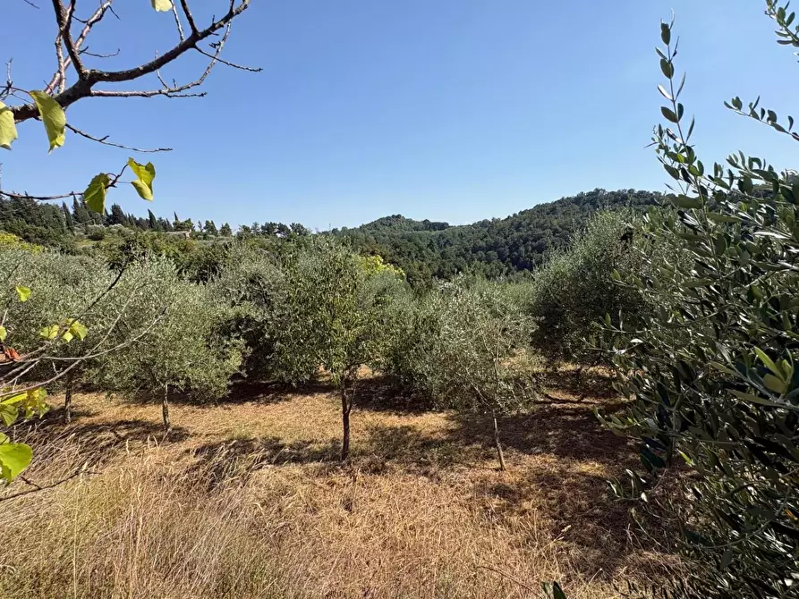 Immagine 6 di Terreno agricolo in vendita  a Pontedera