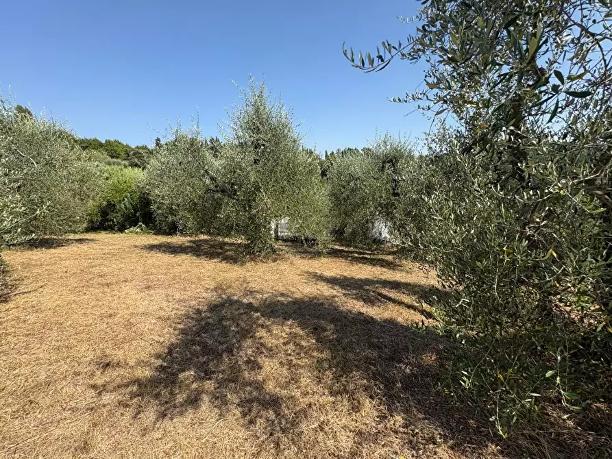 Immagine 4 di Terreno agricolo in vendita  a Pontedera