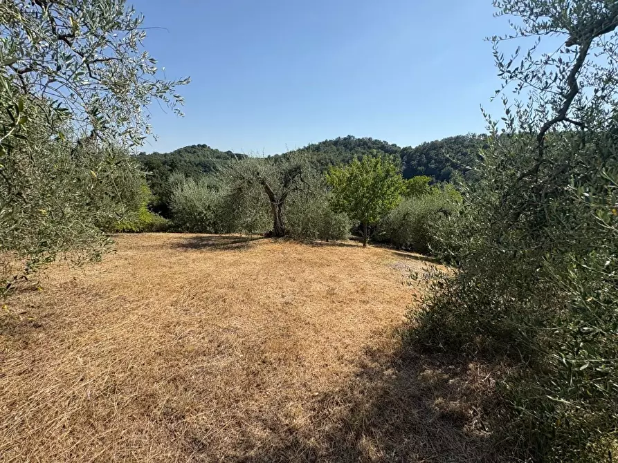 Immagine 2 di Terreno agricolo in vendita  a Pontedera