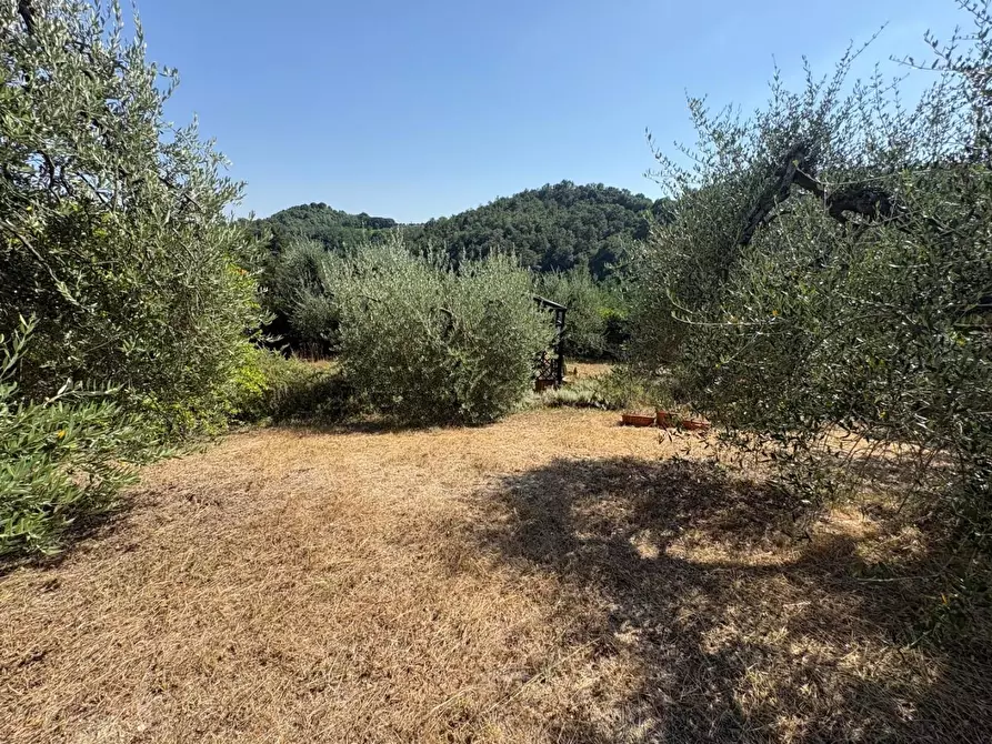 Immagine 8 di Terreno agricolo in vendita  a Pontedera