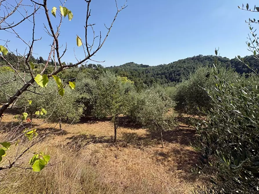 Immagine 5 di Terreno agricolo in vendita  a Pontedera