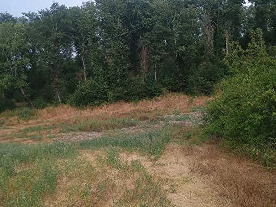 Immagine 10 di Rustico / casale in vendita  a Peccioli