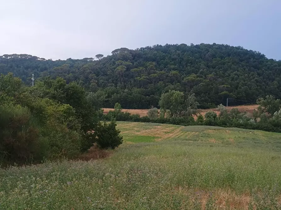 Immagine 9 di Rustico / casale in vendita  a Peccioli