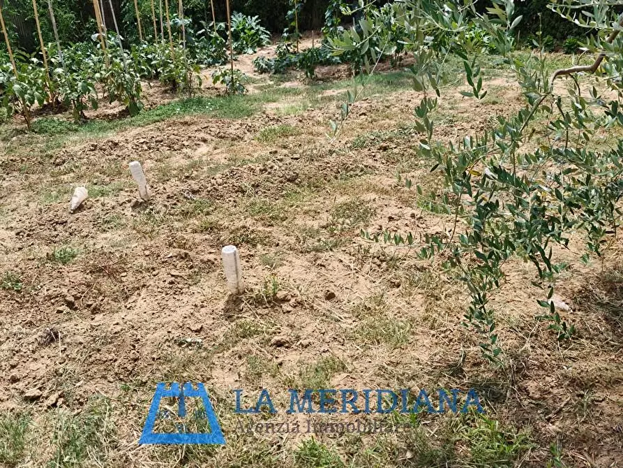 Immagine 4 di Terreno agricolo in vendita  a Lamporecchio