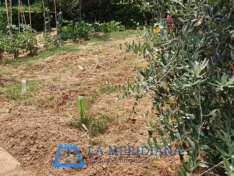 Immagine 3 di Terreno agricolo in vendita  a Lamporecchio