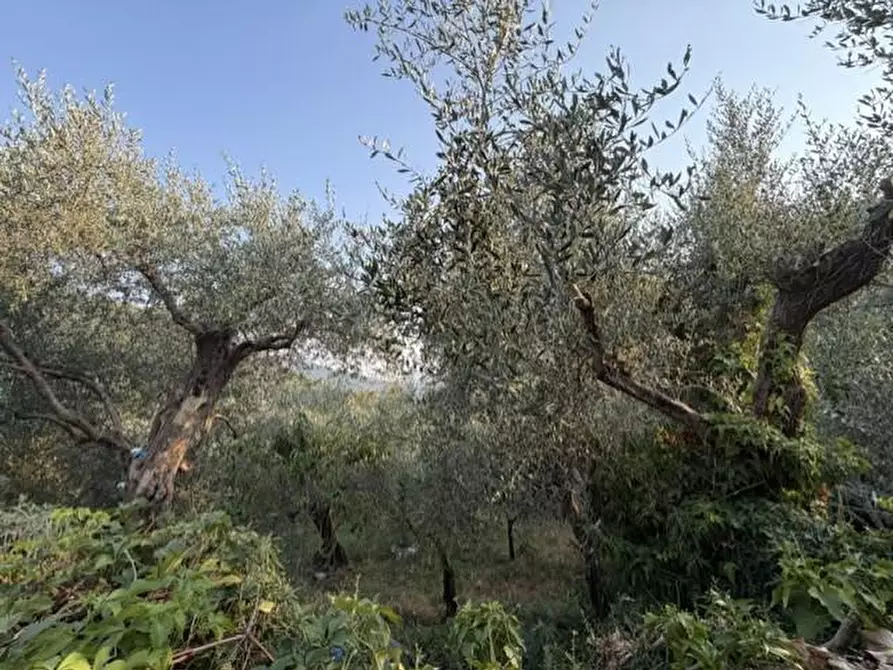 Immagine 17 di Terratetto in vendita  a Calci
