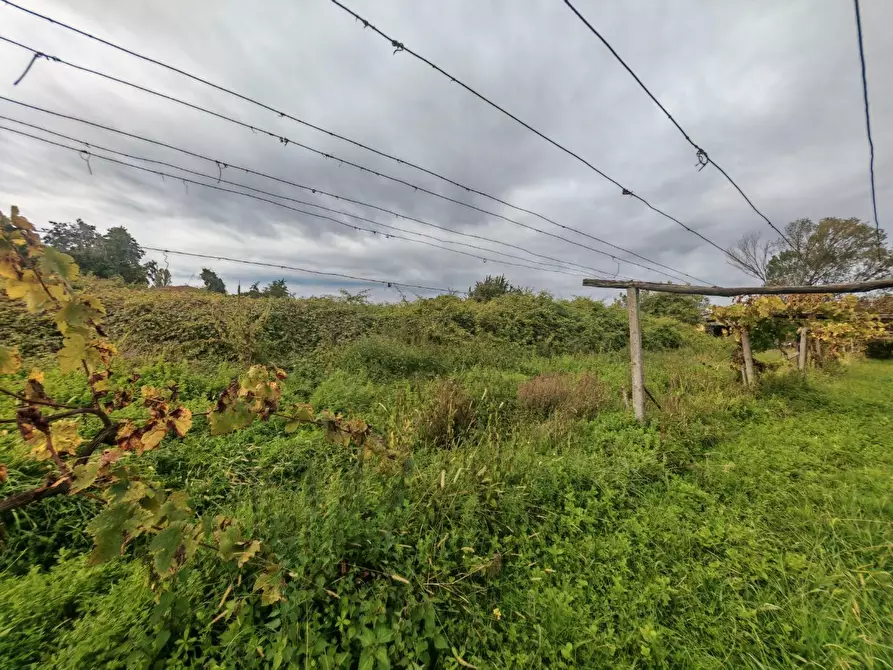 Immagine 3 di Terreno agricolo in vendita  a Carrara