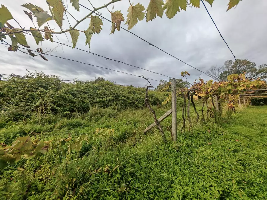 Immagine 1 di Terreno agricolo in vendita  a Carrara