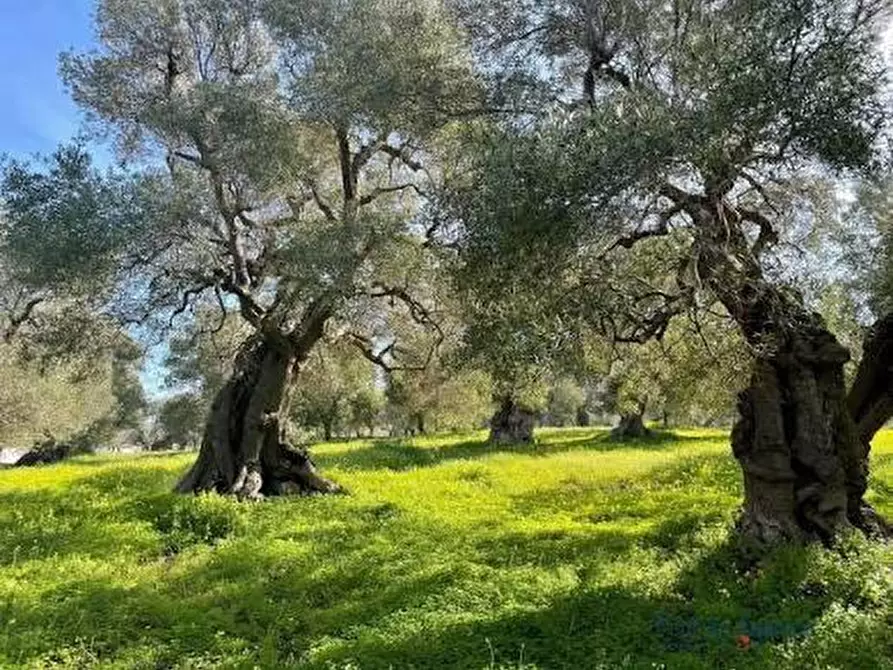 Immagine 1 di Terreno agricolo in vendita  a Calci