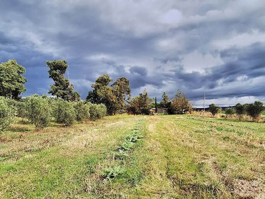 Immagine 7 di Terreno agricolo in vendita  a Piombino