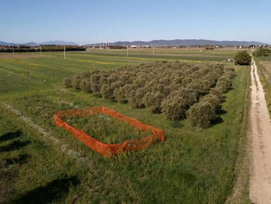 Immagine 12 di Terreno agricolo in vendita  a Piombino