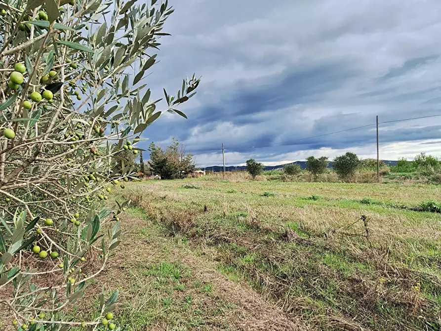 Immagine 8 di Terreno agricolo in vendita  a Piombino