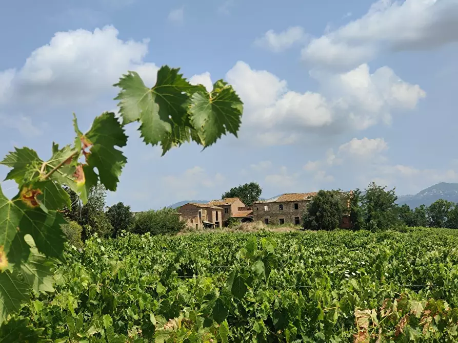 Immagine 9 di Casa colonica in vendita  a Cerreto Guidi