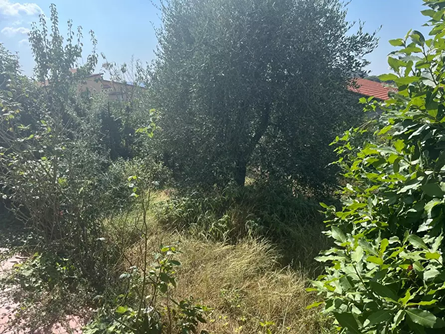 Immagine 18 di Appartamento in vendita  a Terricciola