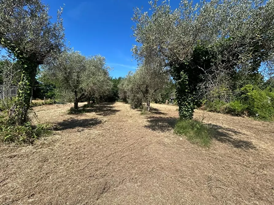 Immagine 6 di Terreno residenziale in vendita  a Ortonovo